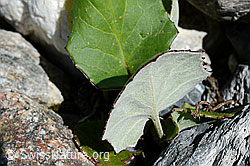 C168818: Huflattich (Tussilago farfara)