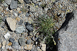 C169090: Echte Edelraute (Artemisia umbelliformis)