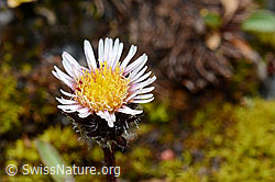 Foto: Einköpfiges Berufkraut (Erigeron uniflorus)