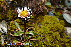 Foto: Einköpfiges Berufkraut (Erigeron uniflorus)
