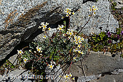 Trauben-Steinbrech (Saxifraga paniculata) (C169149) Trauben-Steinbrech (Saxifraga paniculata) (C169149)