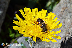 Grauzottiges Habichtskraut (Hieracium piliferum)