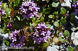 Foto: Mistbiene (Eristalis tenax) auf Vielhaarigem Thymian (Thymus polytrichus)