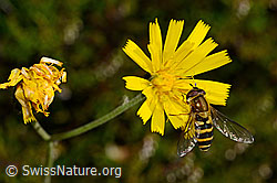 Grosse Schwebfliege (Syrphus ribesii) (C169507) Grosse Schwebfliege (Syrphus ribesii) (C169507)