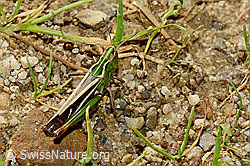 Foto: Heidegrashüpfer (Stenobothrus lineatus)