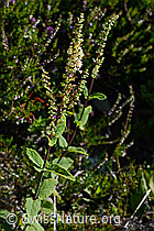 Foto: Salbeiblättriger Gamander (Teucrium scorodonia)