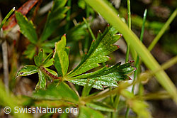 Foto: Blutwurz (Potentilla erecta)