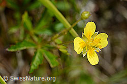 Foto: Blutwurz (Potentilla erecta)
