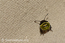Kohlwanze (Eurydema oleracea) (C169674) Kohlwanze (Eurydema oleracea) (C169674)