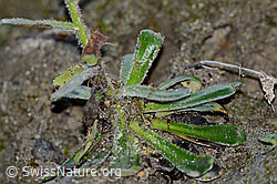 Foto: Safrangelber Steinbrech (Saxifraga mutata)