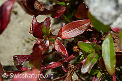 Alpen-Weidenröschen (Epilobium anagallidifolium) (C170117) Alpen-Weidenröschen (Epilobium anagallidifolium) (C170117)