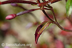 Alpen-Weidenröschen (Epilobium anagallidifolium) (C170125) Alpen-Weidenröschen (Epilobium anagallidifolium) (C170125)