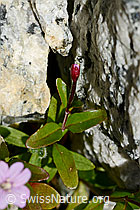 Alpen-Weidenröschen (Epilobium anagallidifolium) (C170200) Alpen-Weidenröschen (Epilobium anagallidifolium) (C170200)