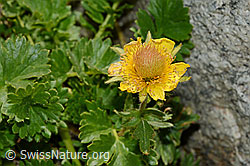 Kriechende Berg-Nelkenwurz (Geum reptans) (07.2020, C170227)