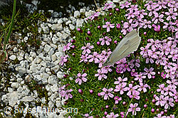 Kleiner Kohlweissling (Pieris rapae) auf Kalk-Polsternelke (Silene acaulis) (07.2020, C170303)