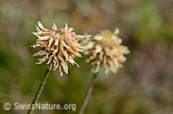 Berg-Klee (Trifolium montanum) (C171155) Berg-Klee (Trifolium montanum) (C171155)