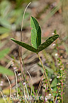 Berg-Klee (Trifolium montanum) (C171156) Berg-Klee (Trifolium montanum) (C171156)