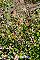 Berg-Klee (Trifolium montanum) (C171157) Berg-Klee (Trifolium montanum) (C171157)