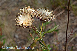 Skabiosen-Flockenblume (Centaurea scabiosa) (C171194) Skabiosen-Flockenblume (Centaurea scabiosa) (C171194)