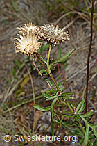 Skabiosen-Flockenblume (Centaurea scabiosa) (C171196) Skabiosen-Flockenblume (Centaurea scabiosa) (C171196)