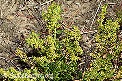 Foto: Kahles Bruchkraut (Herniaria glabra)