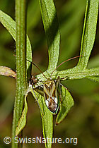 Gemeine Zierwanze (Adelphocoris lineolatus) (C171257) Gemeine Zierwanze (Adelphocoris lineolatus) (C171257)