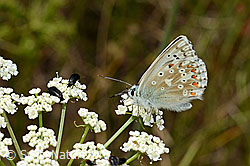 Himmelblauer Bläuling (Lysandra bellargus) auf Blume. (C171263) Himmelblauer Bläuling (Lysandra bellargus) auf Blume. (C171263)