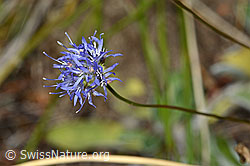 Berg-Jasione (Jasione montana) (C171293) Berg-Jasione (Jasione montana) (C171293)