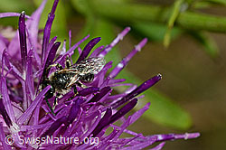 Gewöhnliche Zwergsandbiene (Andrena minutula) (C171344) Gewöhnliche Zwergsandbiene (Andrena minutula) (C171344)