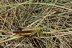 C171353: Gebirgsgrashüpfer (Stauroderus scalaris)