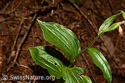 Braunrote Sumpfwurz (Epipactis atrorubens) (C171374) Braunrote Sumpfwurz (Epipactis atrorubens) (C171374)