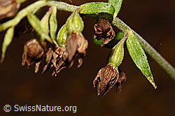 Braunrote Sumpfwurz (Epipactis atrorubens) (C171376) Braunrote Sumpfwurz (Epipactis atrorubens) (C171376)