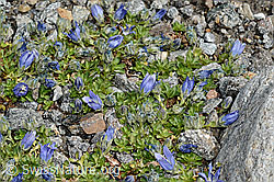 Mont Cenis-Glockenblume (Campanula cenisia) (C171941) Mont Cenis-Glockenblume (Campanula cenisia) (C171941)