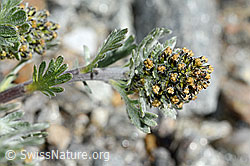Foto: Ährige Edelraute (Artemisia genipi)