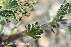 Foto: Ährige Edelraute (Artemisia genipi)