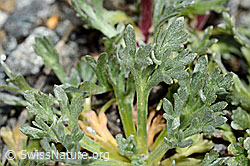 Foto: Ährige Edelraute (Artemisia genipi)
