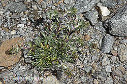 Foto: Ährige Edelraute (Artemisia genipi)
