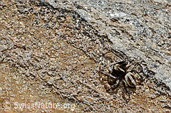 Foto: Attulus longipes (Springspinne)