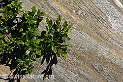 Stink-Weide (Salix foetida) (C172117) Stink-Weide (Salix foetida) (C172117)