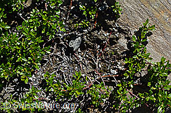 Stink-Weide (Salix foetida) (C172119) Stink-Weide (Salix foetida) (C172119)