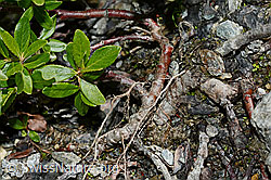 Stink-Weide (Salix foetida) (C172121) Stink-Weide (Salix foetida) (C172121)