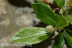 Stink-Weide (Salix foetida) (C172123) Stink-Weide (Salix foetida) (C172123)