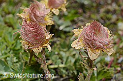 C172161: Kriechende Berg-Nelkenwurz (Geum reptans)