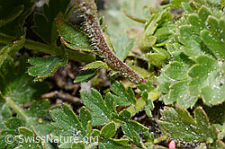 C172163: Kriechende Berg-Nelkenwurz (Geum reptans)