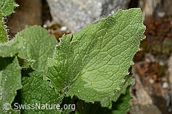 C172215: Grossköpfige Gämswurz (Doronicum grandiflorum)