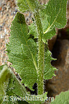 C172216: Grossköpfige Gämswurz (Doronicum grandiflorum)