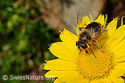 C172222: Mistbiene (Eristalis tenax) auf Grossköpfigem Gämswurz (Doronicum grandiflorum)