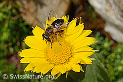 C172223: Mistbiene (Eristalis tenax) auf Grossköpfigem Gämswurz (Doronicum grandiflorum)