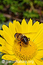 C172227: Mistbiene (Eristalis tenax) auf Grossköpfigem Gämswurz (Doronicum grandiflorum)