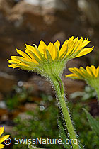 C172231: Grossköpfige Gämswurz (Doronicum grandiflorum)